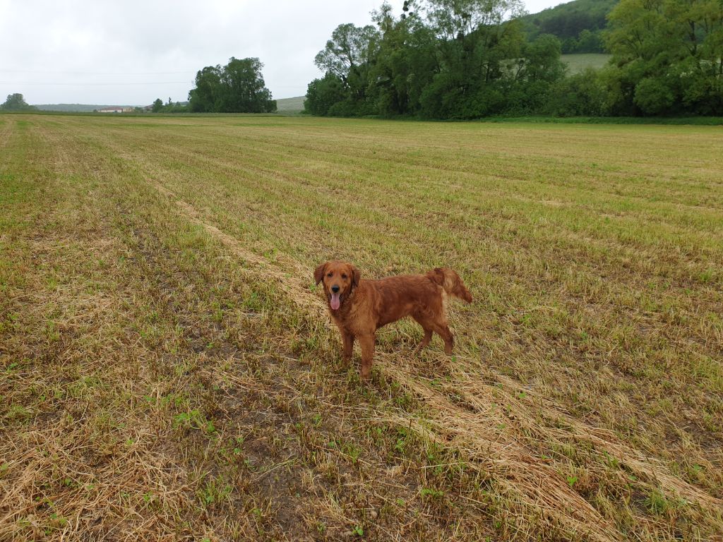 Reggae Des Fields D'Austrasie