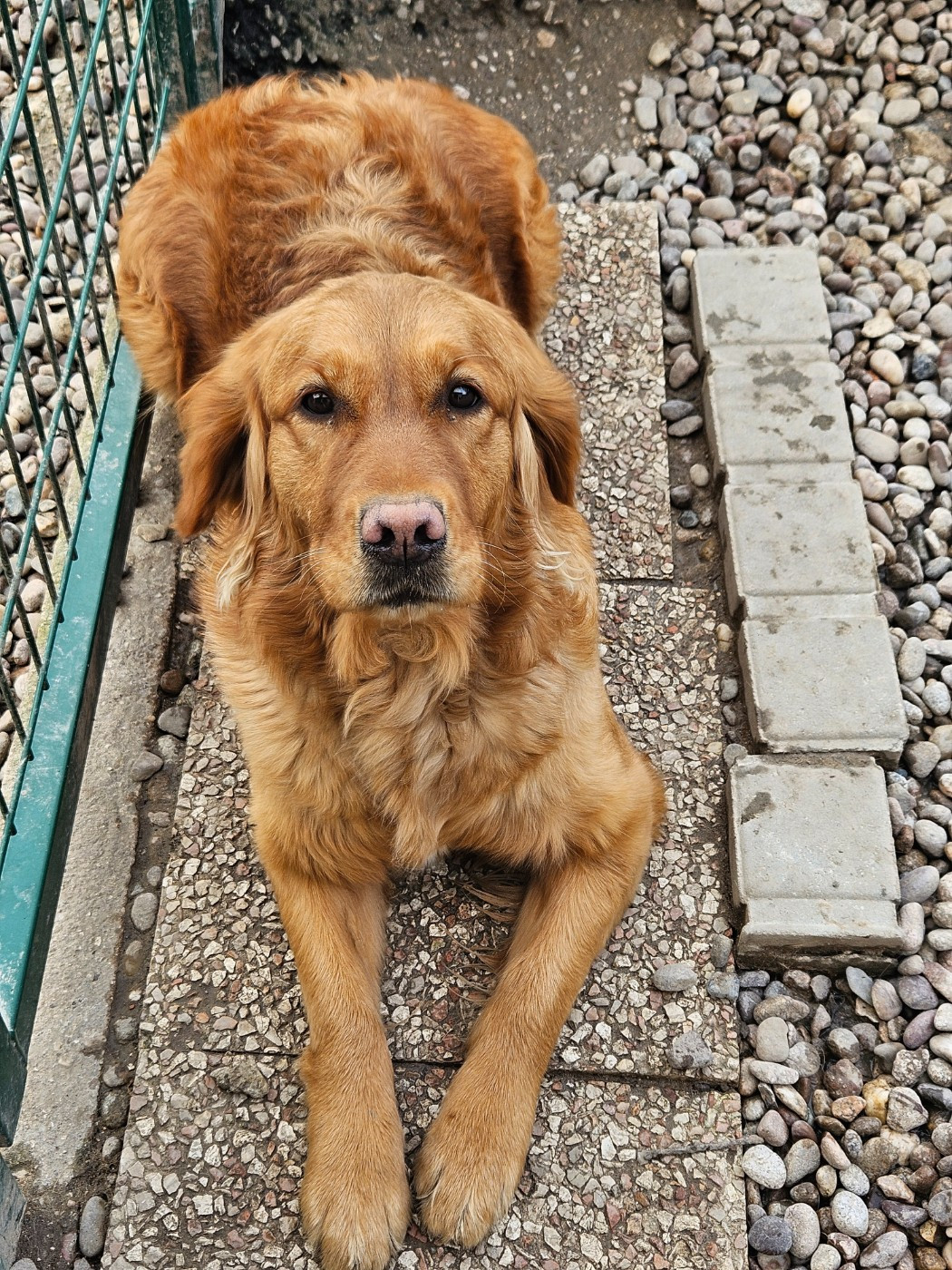 Very Beautiful Meadow des fields d'est
