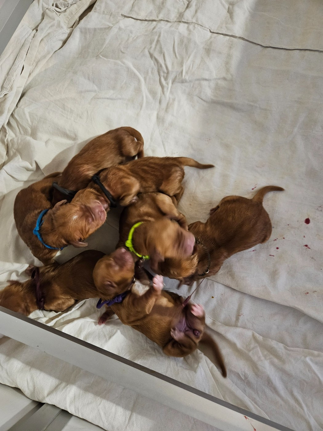 Naissance des bébés de Meadow