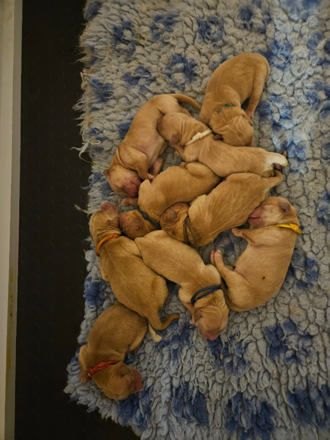 Naissance des bébés de Philo