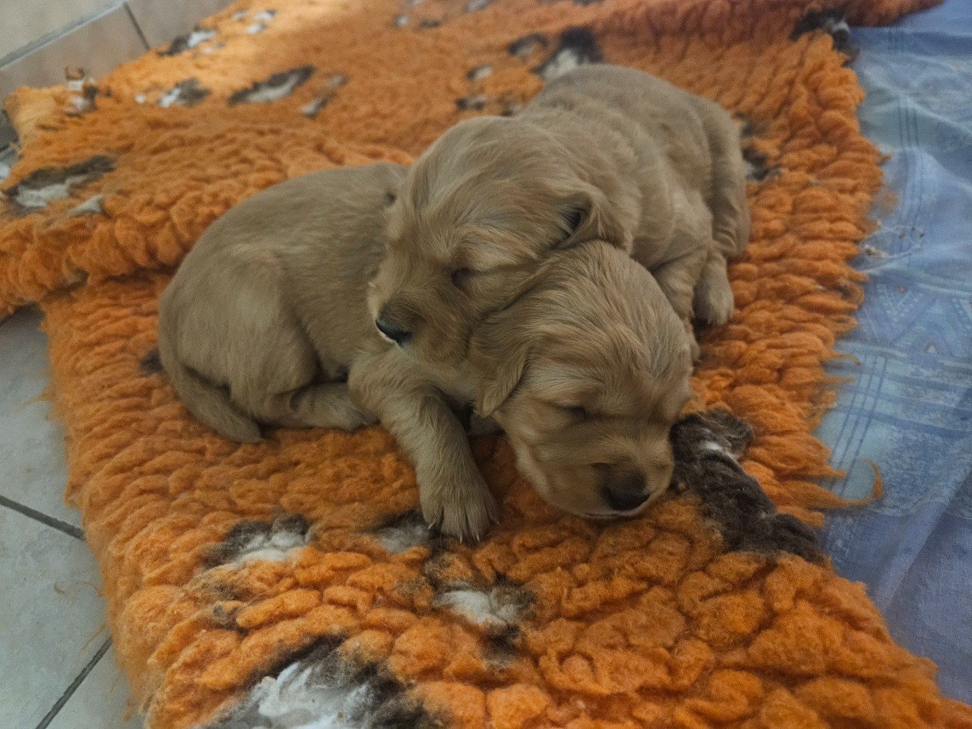Chiots de Reggae/Tao