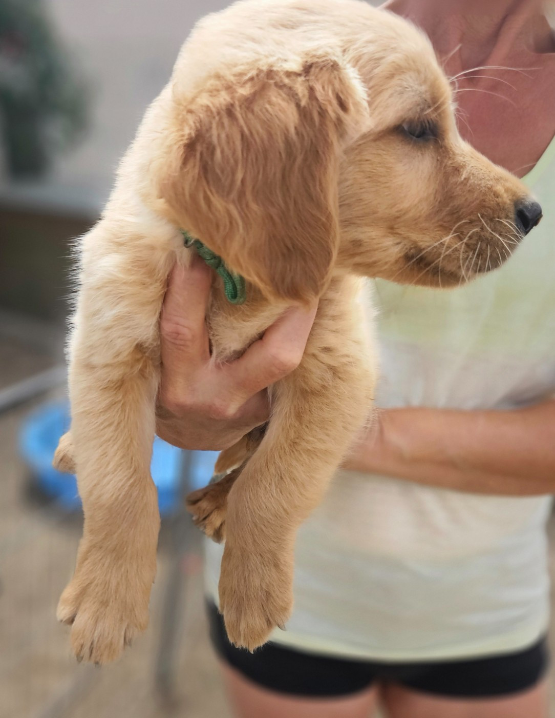 Un petit mâle attend sa famille pour la vie!