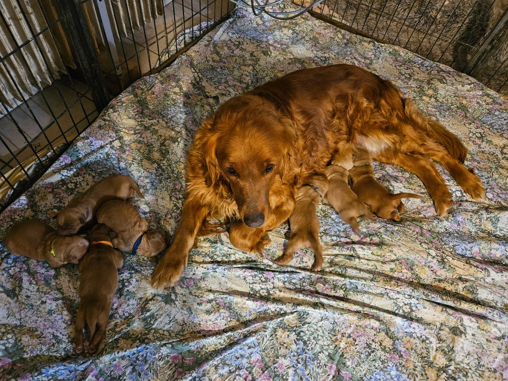 Naissance des bébés de Reggae