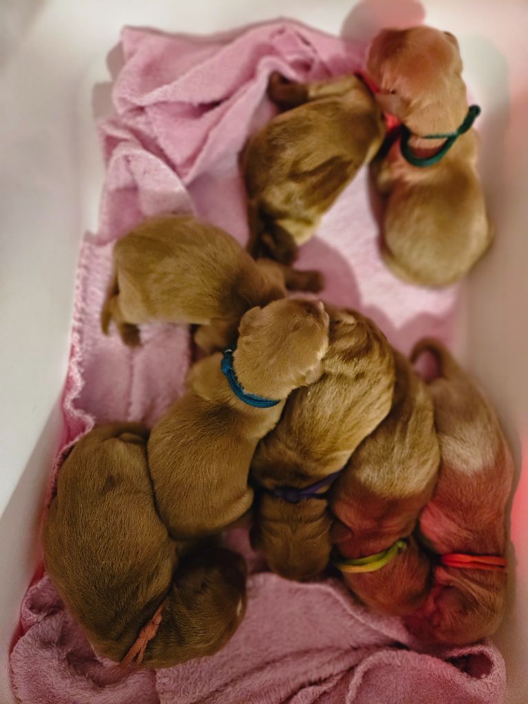 Les bébés de Tara et Nell sont nés