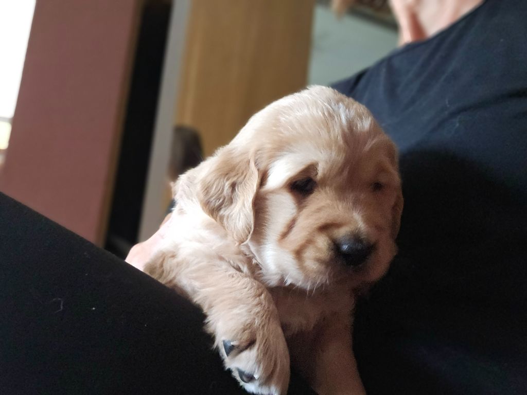 bébé de Shadow