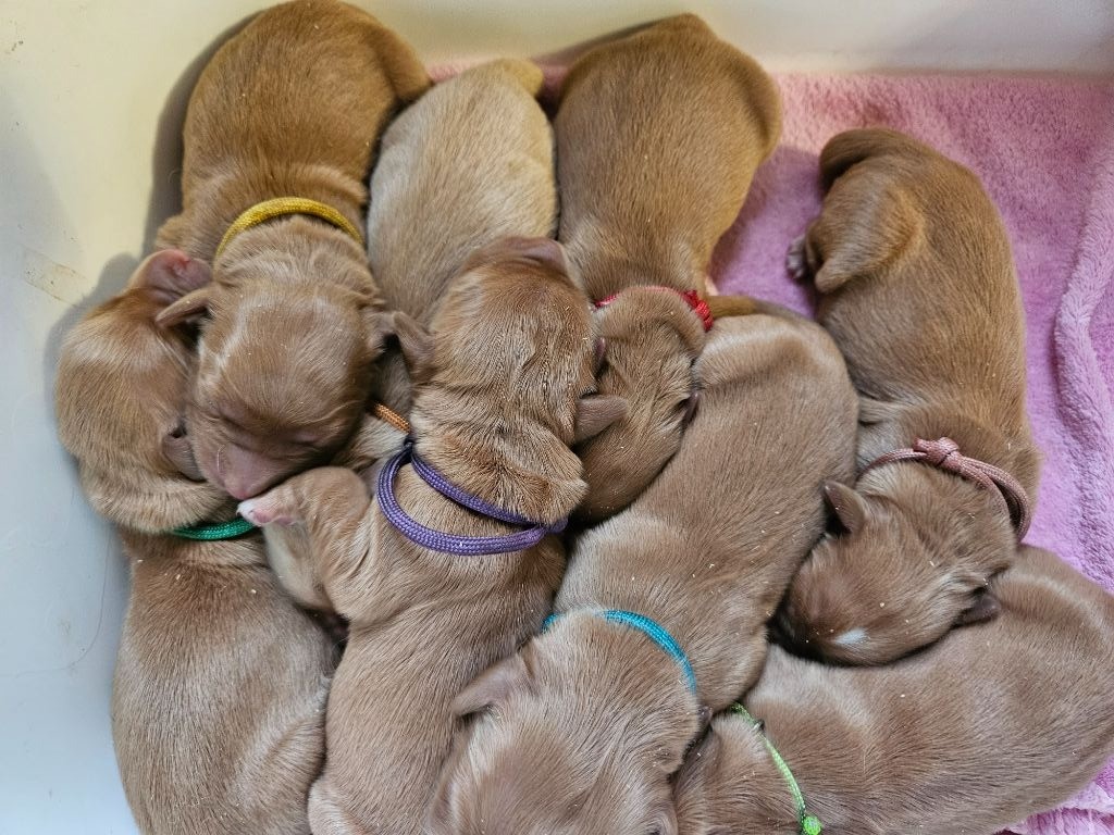 Des Fields D'Austrasie - Chiots disponibles - Golden Retriever