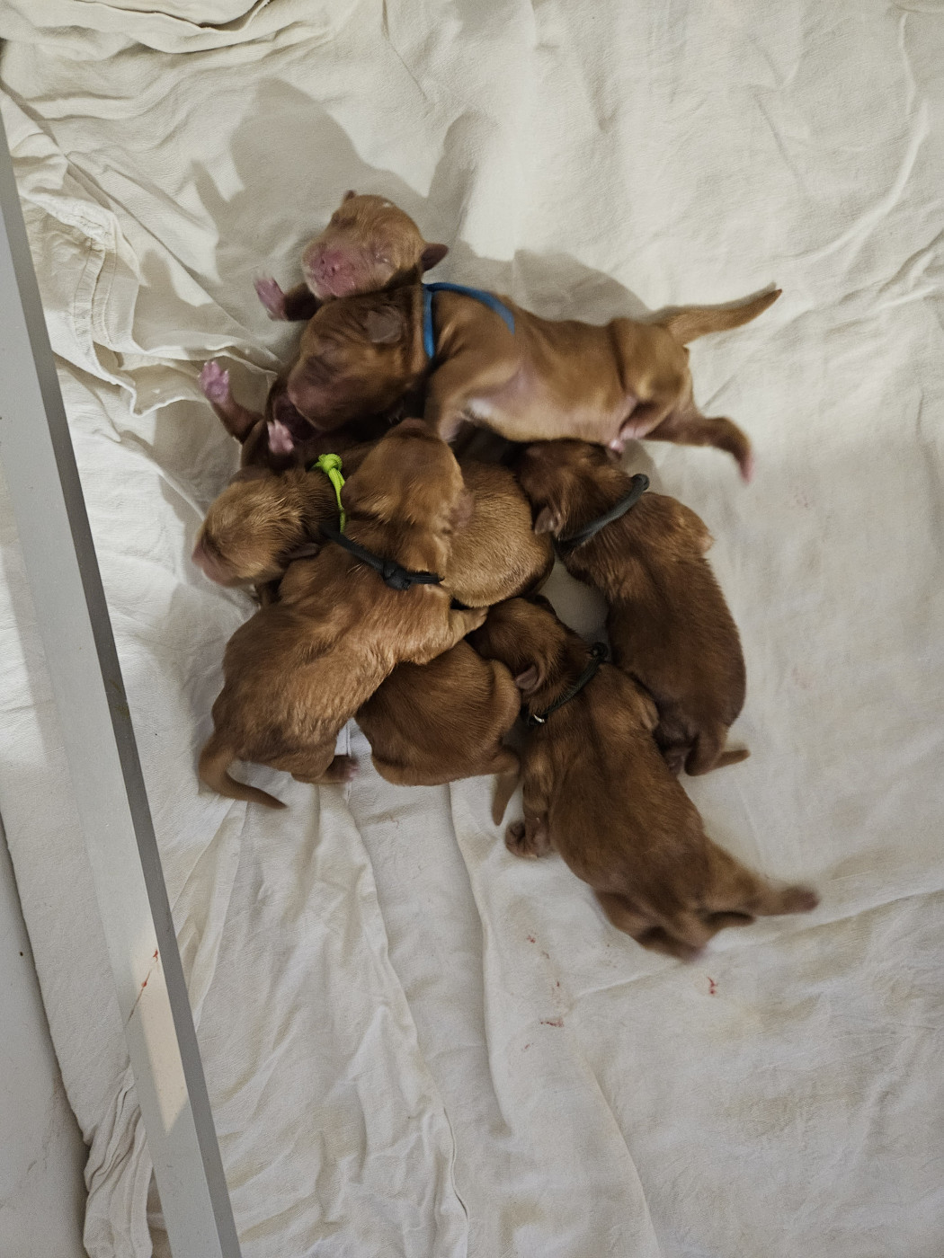 Des Fields D'Austrasie - Chiots disponibles - Golden Retriever