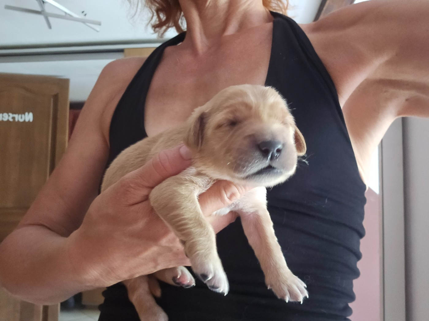 Des Fields D'Austrasie - Chiots disponibles - Golden Retriever