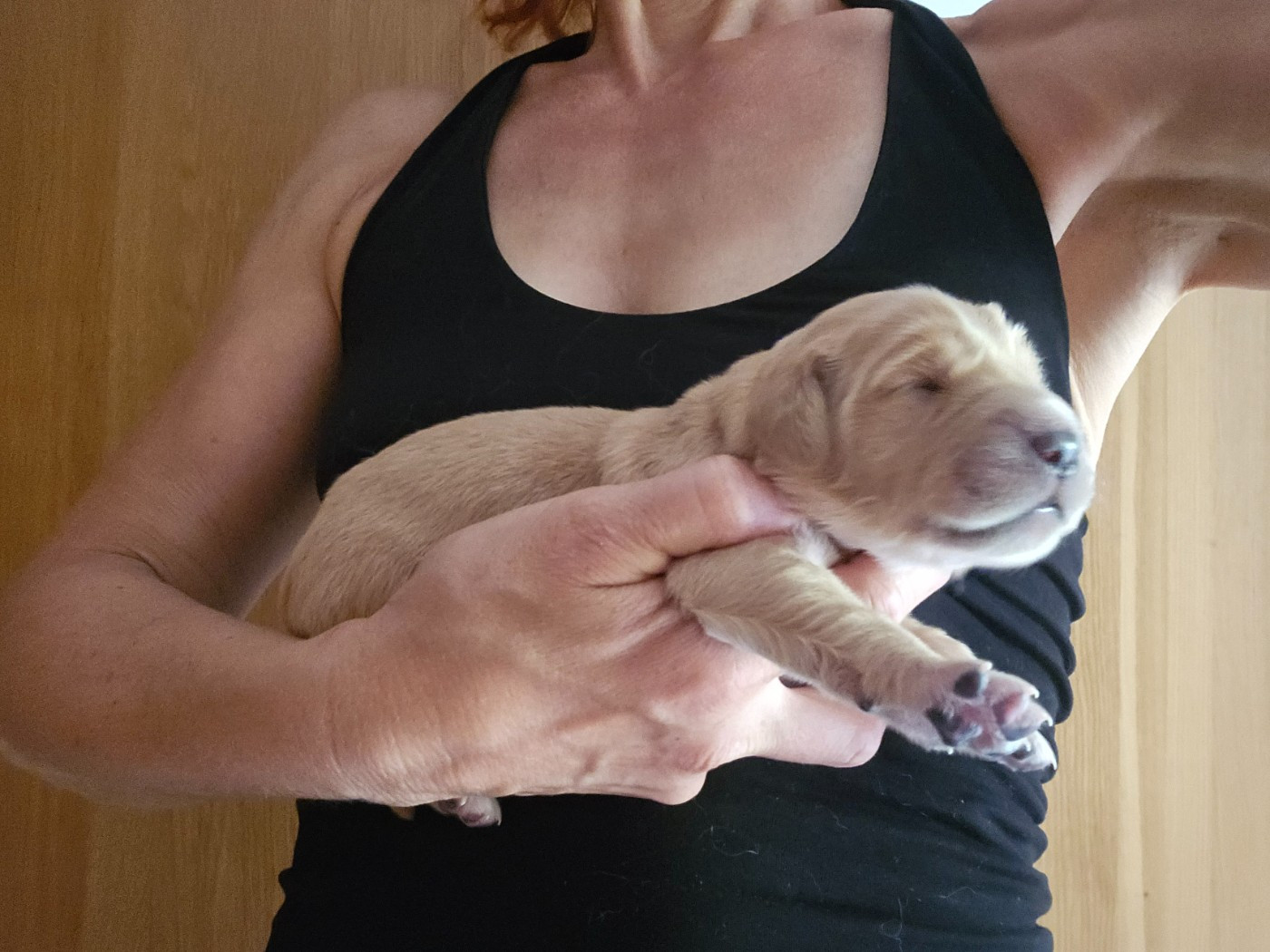 Des Fields D'Austrasie - Chiots disponibles - Golden Retriever