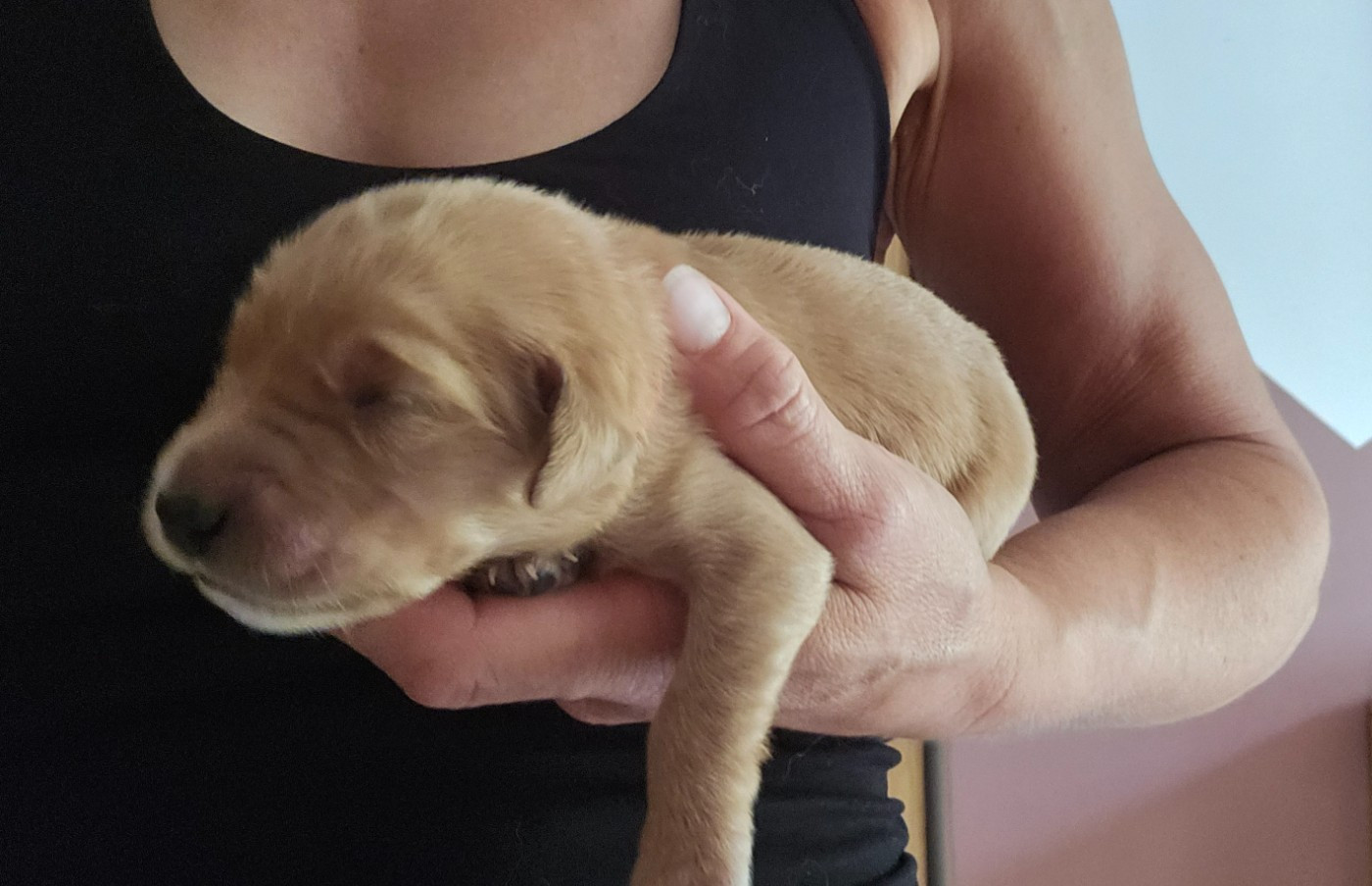 Des Fields D'Austrasie - Chiots disponibles - Golden Retriever