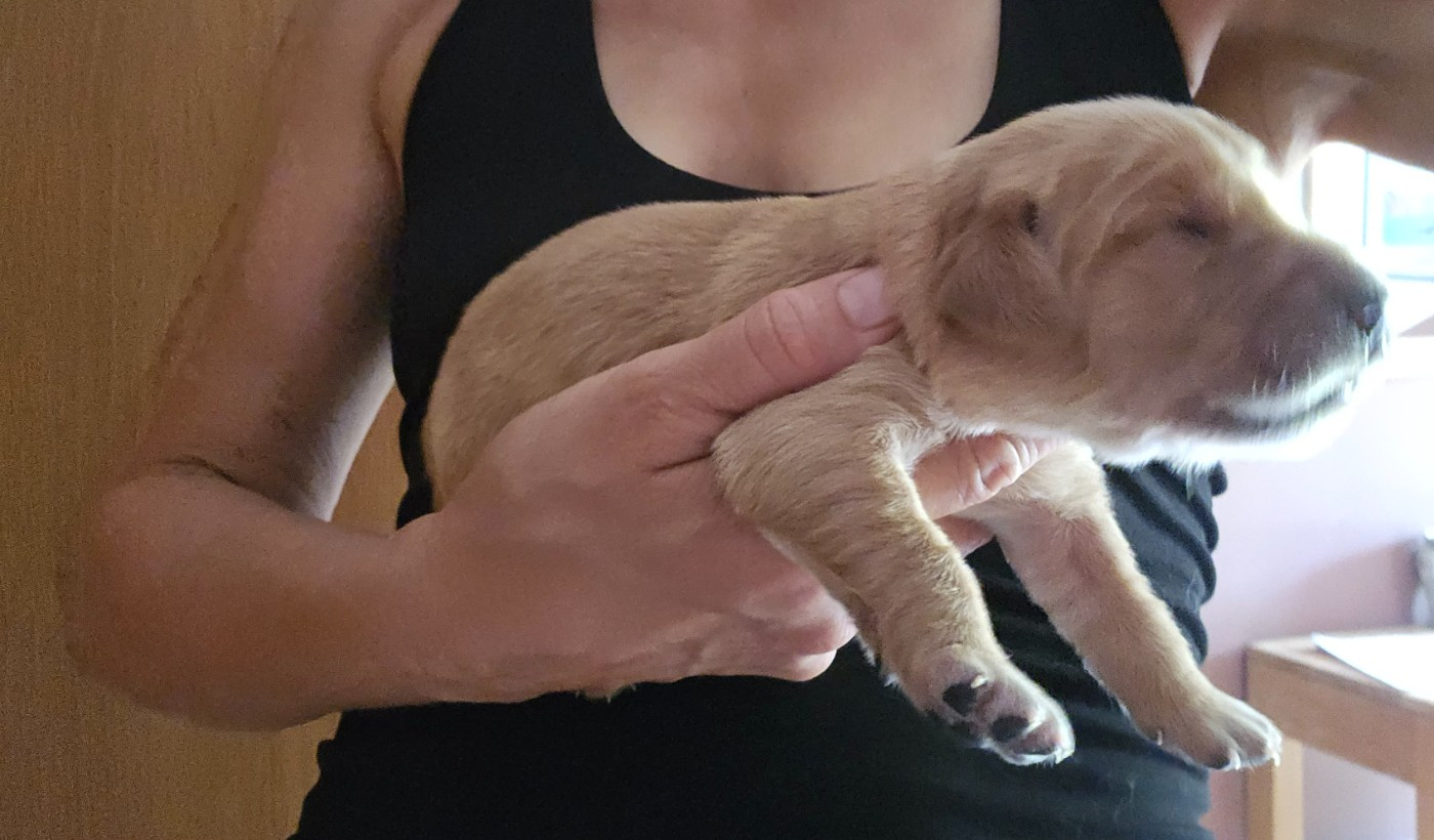 Des Fields D'Austrasie - Chiots disponibles - Golden Retriever