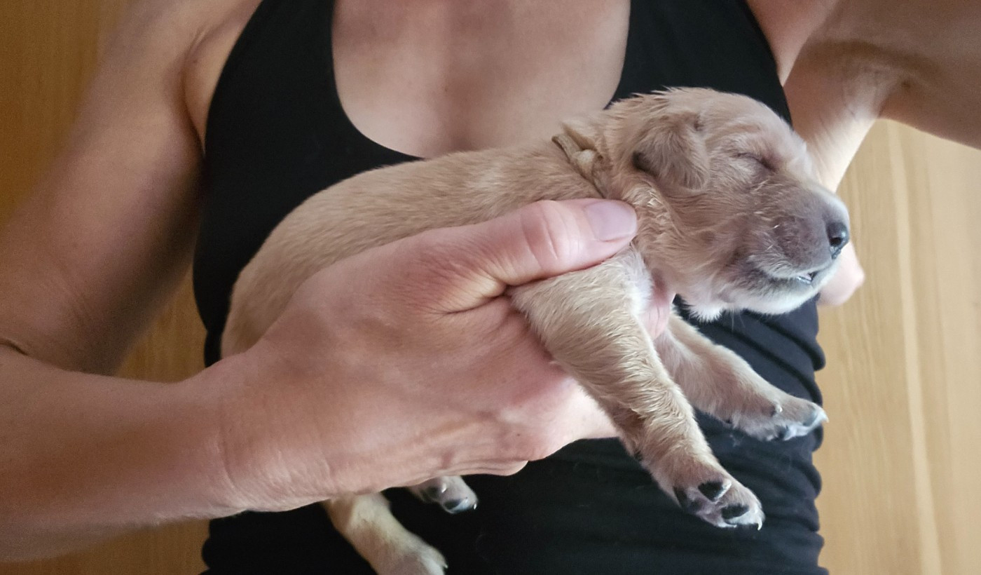 Des Fields D'Austrasie - Chiots disponibles - Golden Retriever