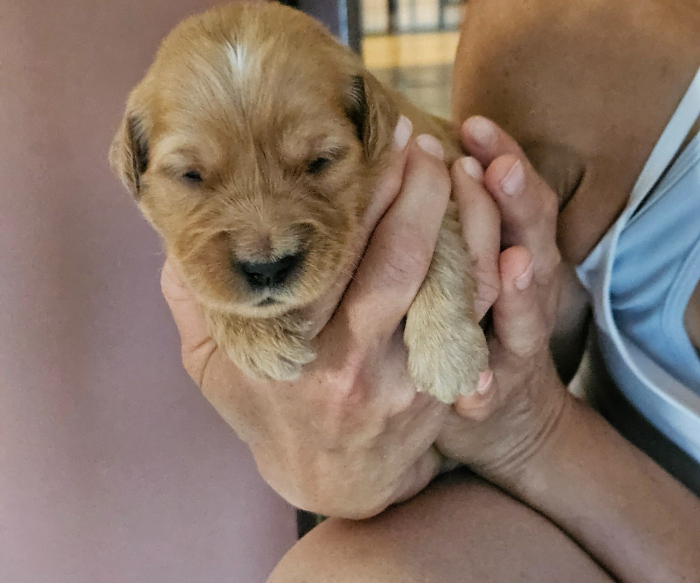 Des Fields D'Austrasie - Chiots disponibles - Golden Retriever