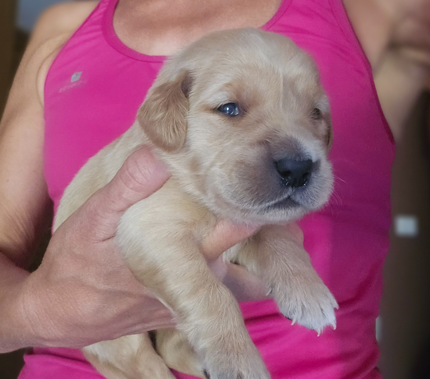 Des Fields D'Austrasie - Chiots disponibles - Golden Retriever