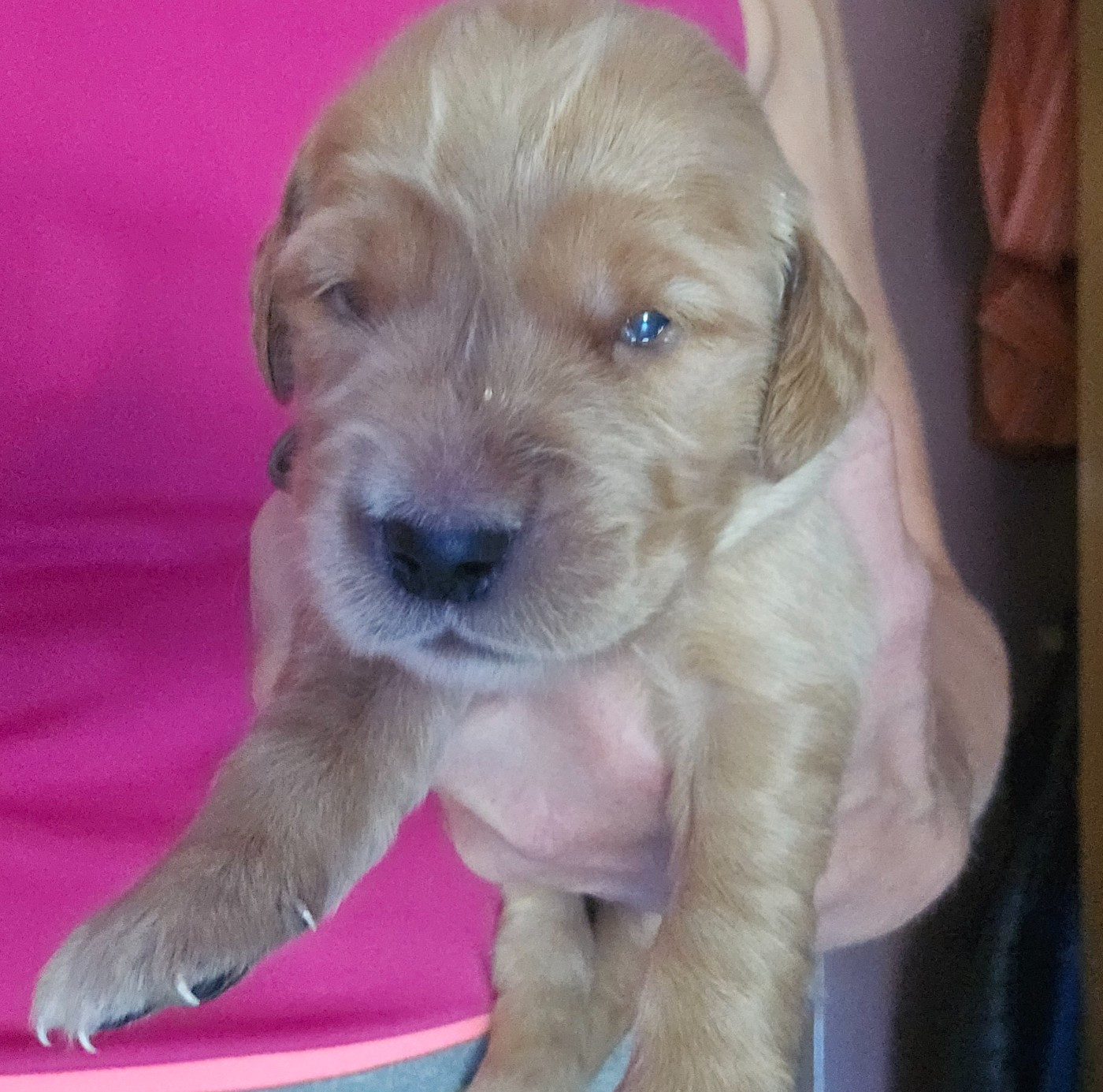 Des Fields D'Austrasie - Chiots disponibles - Golden Retriever