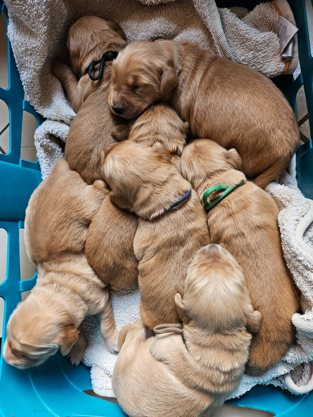 Des Fields D'Austrasie - Chiots disponibles - Golden Retriever