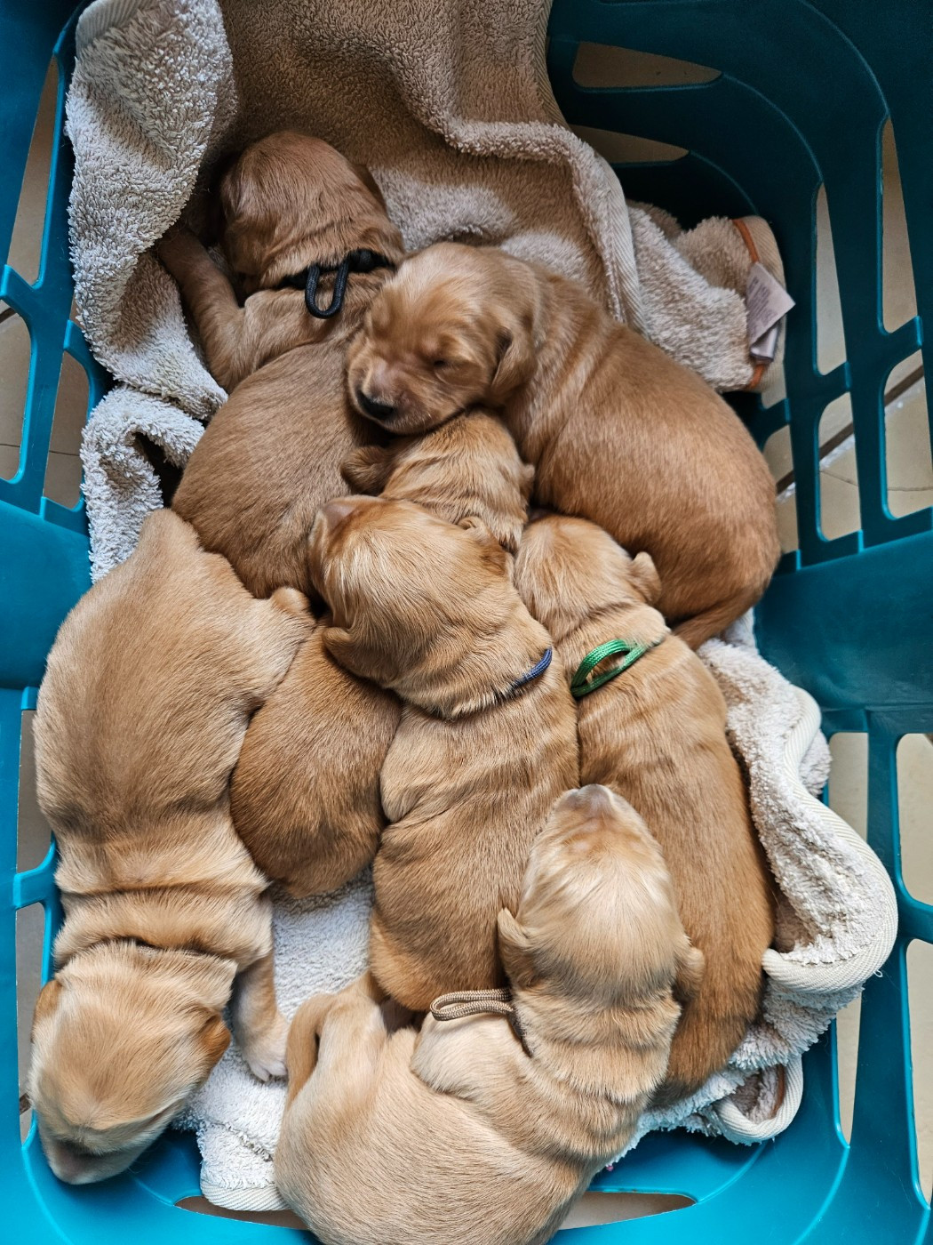 Des Fields D'Austrasie - Chiots disponibles - Golden Retriever
