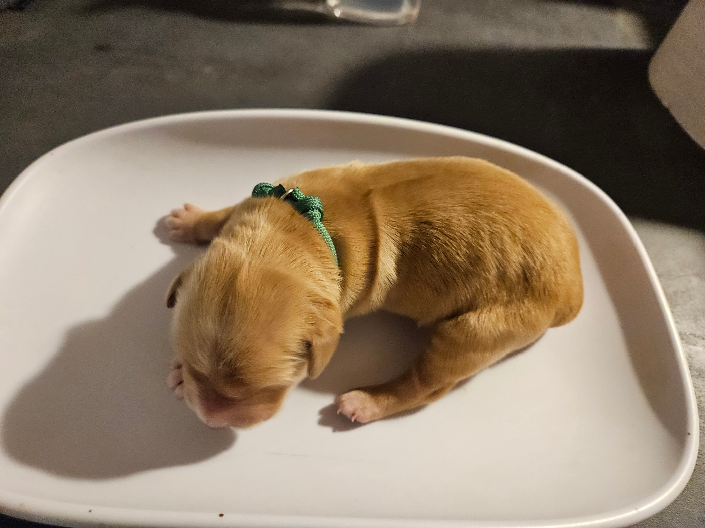 Des Fields D'Austrasie - Chiots disponibles - Golden Retriever