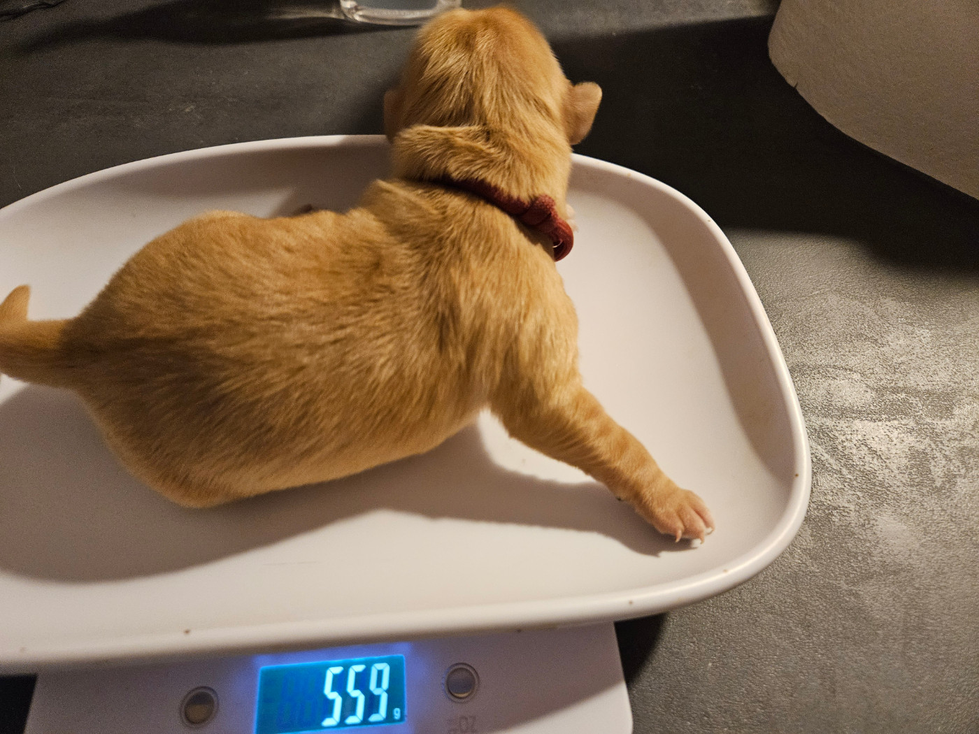 Des Fields D'Austrasie - Chiots disponibles - Golden Retriever