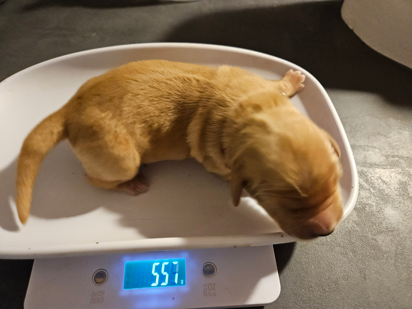 Des Fields D'Austrasie - Chiots disponibles - Golden Retriever