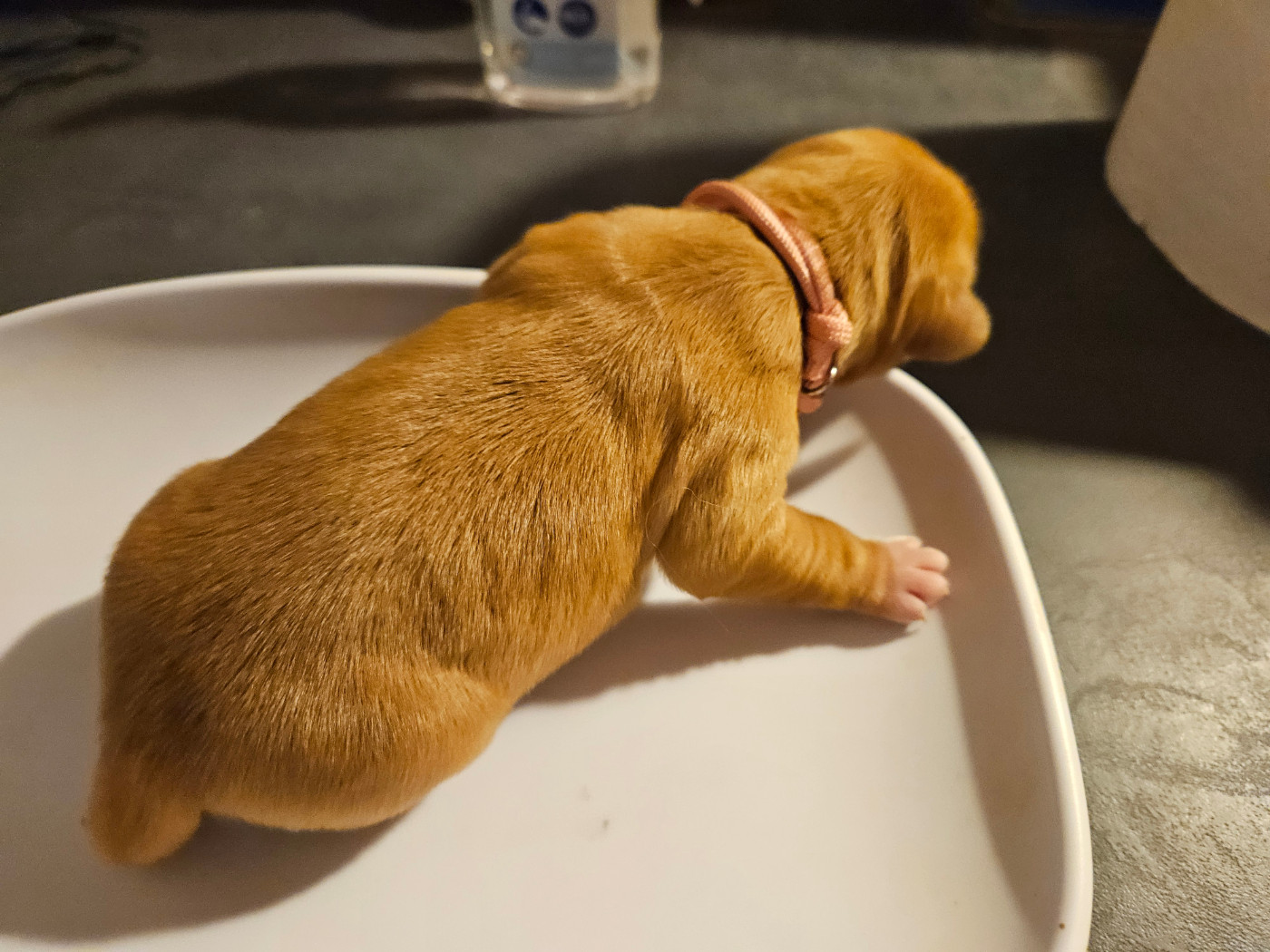 Des Fields D'Austrasie - Chiots disponibles - Golden Retriever