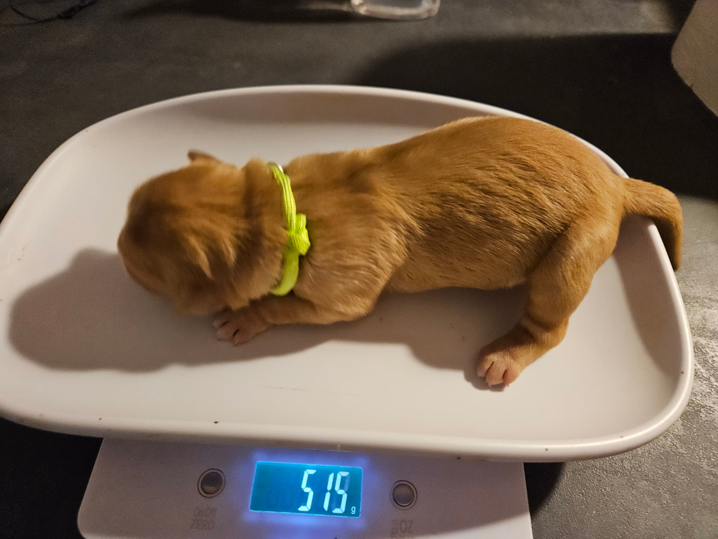 Des Fields D'Austrasie - Chiots disponibles - Golden Retriever