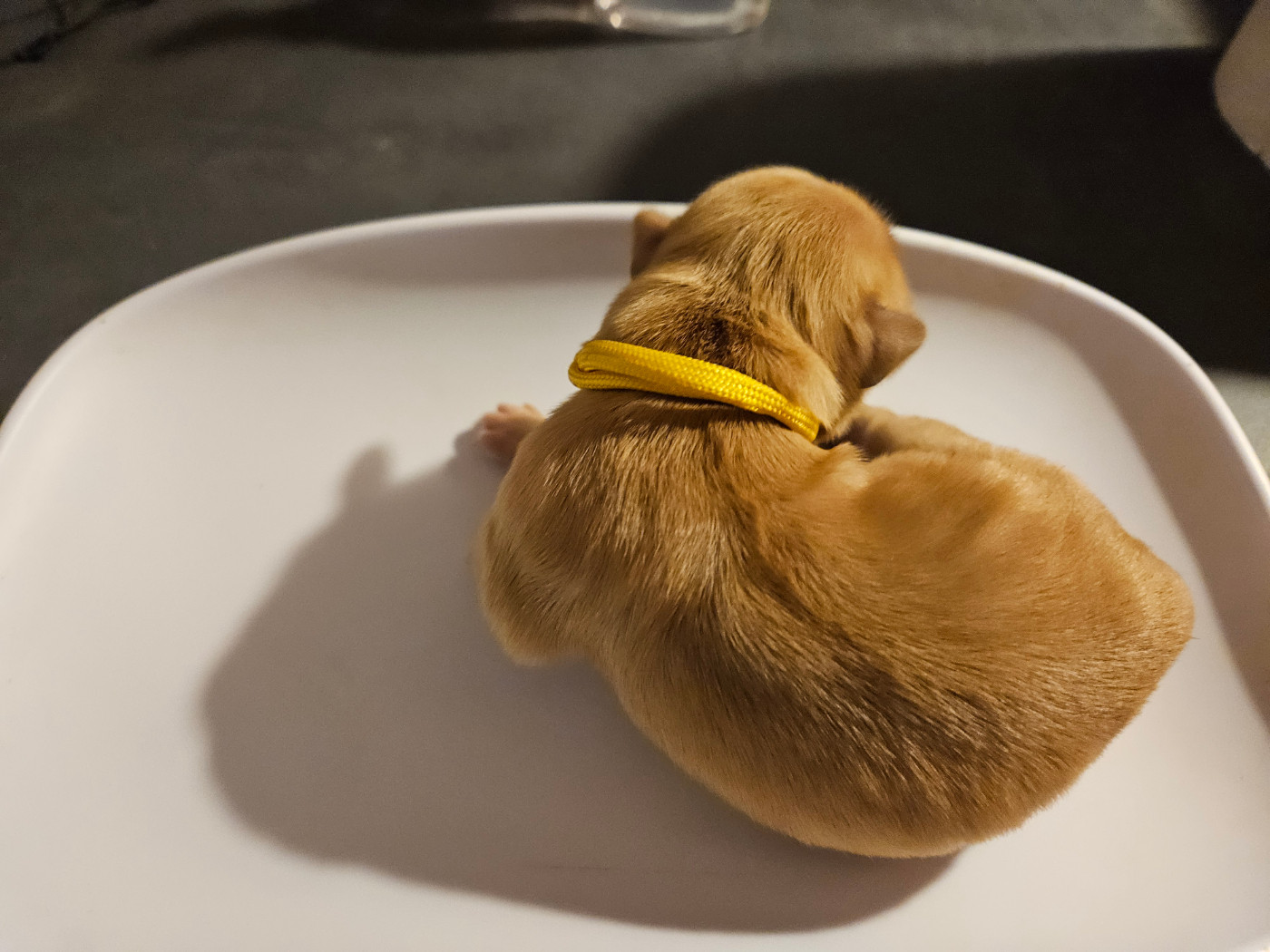 Des Fields D'Austrasie - Chiots disponibles - Golden Retriever