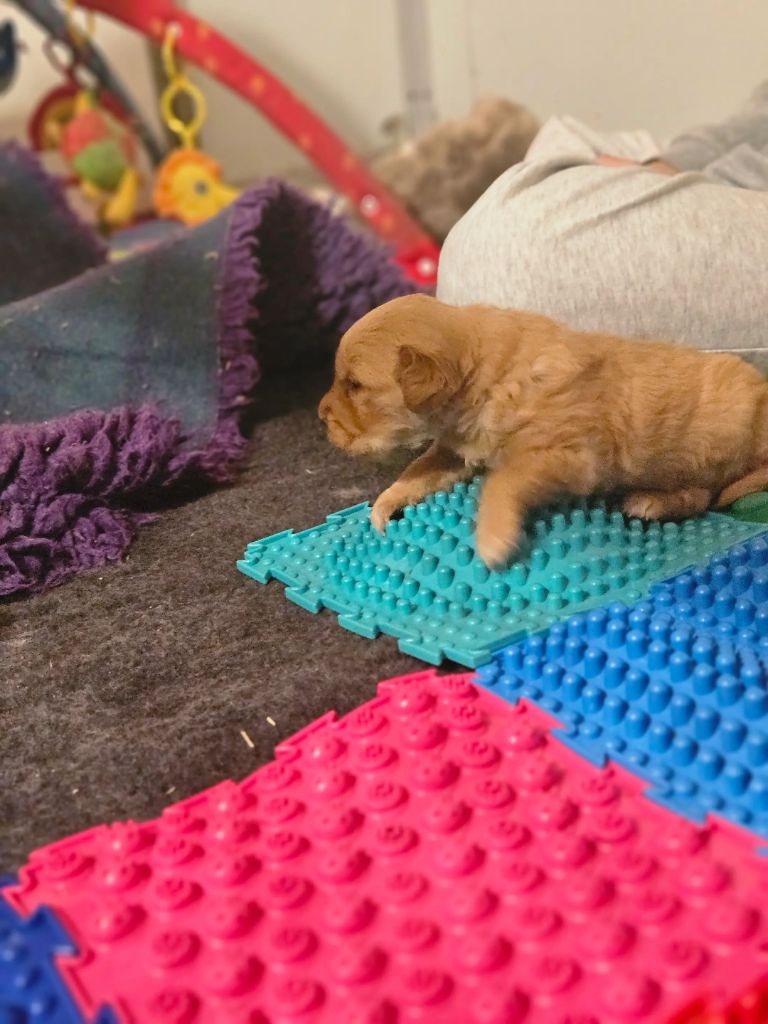 Des Fields D'Austrasie - Chiots disponibles - Golden Retriever