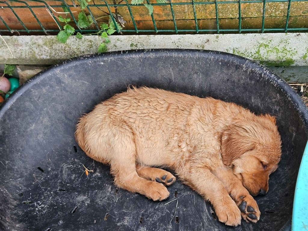 Des Fields D'Austrasie - Chiots disponibles - Golden Retriever