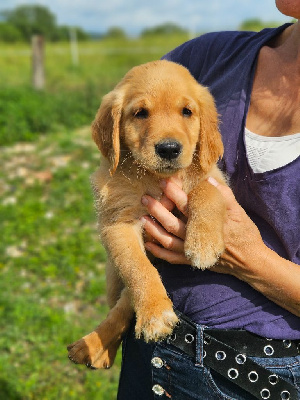 CHIOT 3