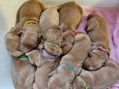 CHIOT 1