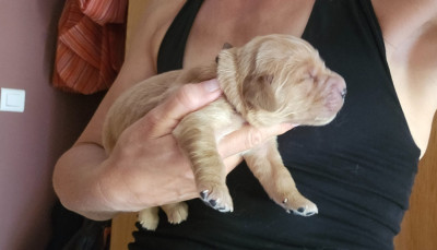 Chiot N°1