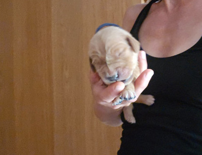 Chiot N°2