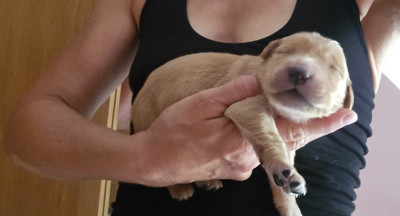 Chiot N°3