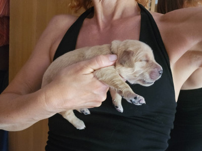 Chiot N°5