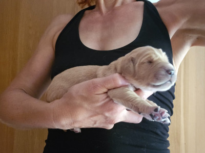 Chiot N°6
