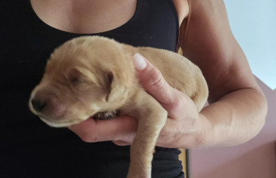 Chiot N°7