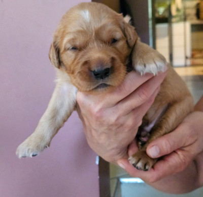 Chiot N°1