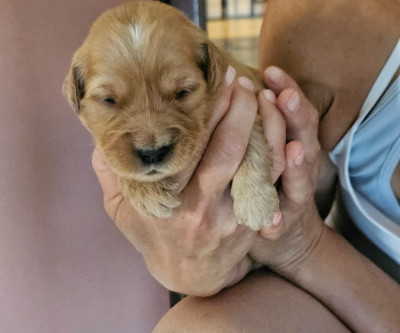 Chiot N°2