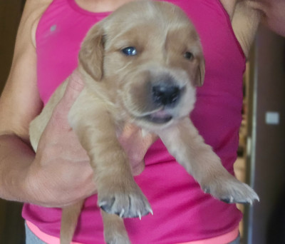 Chiot N°2
