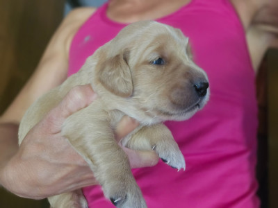 Chiot N°8