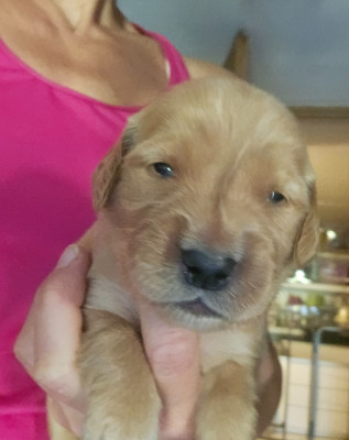 Chiot N°1