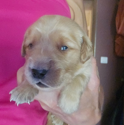 Chiot N°3