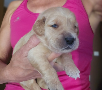 Chiot N°7