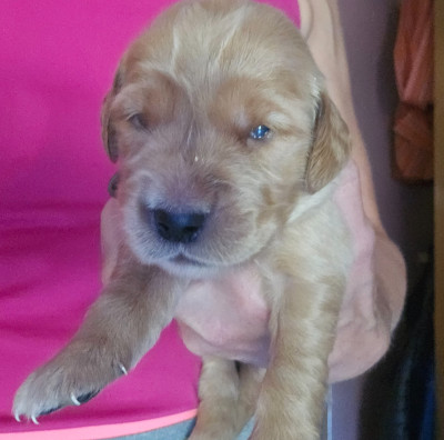 Chiot N°9