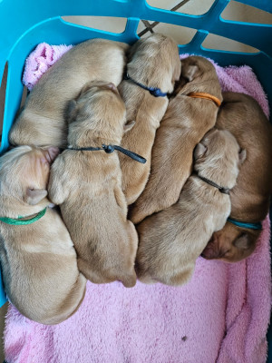 CHIOT 1