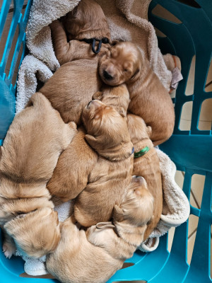 CHIOT 3