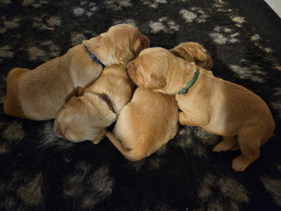 CHIOT 7