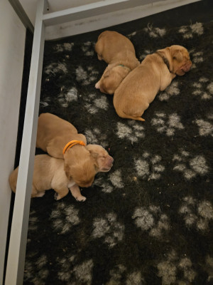 CHIOT 6