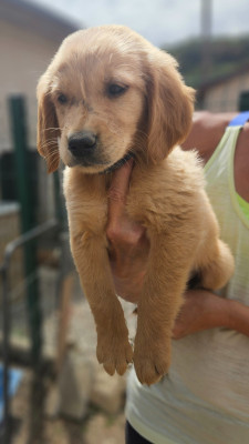 Chiot N°3